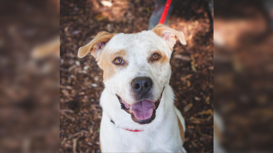PAUL'S PETS: 'Greg' the dog up for adoption at Humane Educational Society in Chattanooga